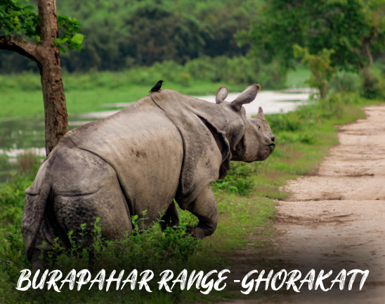 Kaziranga National Park